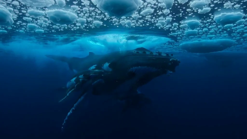 MiniMax H3 Arctic whale and calf beneath blue sea ice